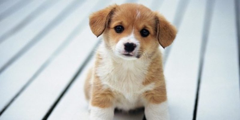 Giấc mộng chó đẻ báo hiệu sự việc nào trong tương lai
